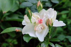 Gammaldags Buskros 'Jacqueline du Pré' 'Harwanna' Barrotad