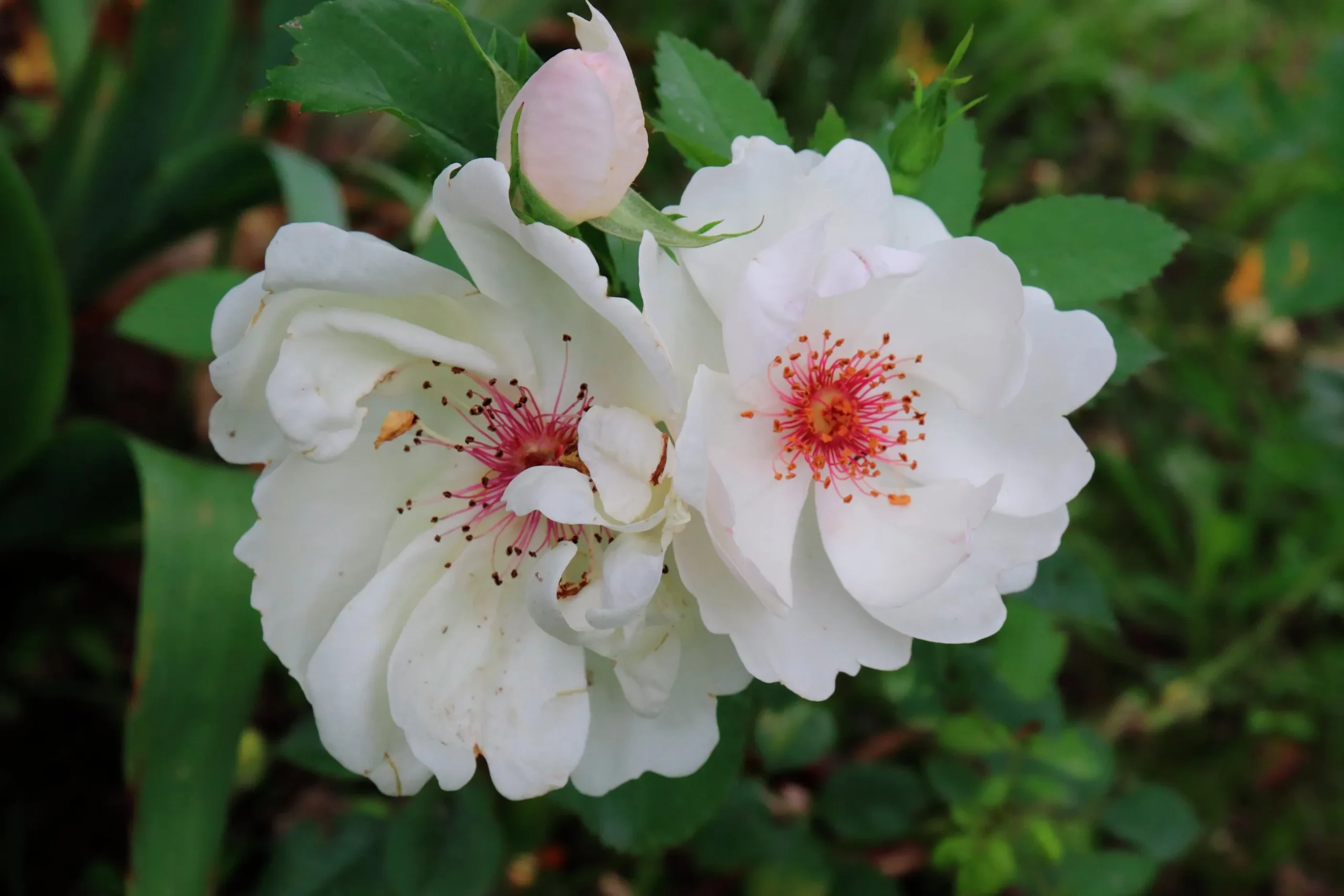 Gammaldags Buskros 'Jacqueline du Pré' 'Harwanna' Barrotad