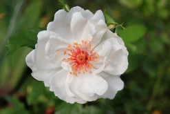 Gammaldags Buskros 'Jacqueline du Pré' 'Harwanna' Barrotad