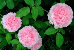 Gammaldags Buskros 'Jacques Cartier' Barrotad
