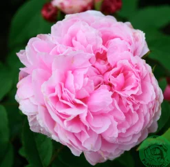 Gammaldags Buskros 'Jacques Cartier' Barrotad