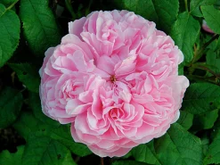 Gammaldags Buskros 'Jacques Cartier' Barrotad