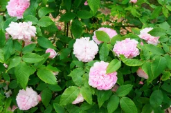 Gammaldags Buskros 'Jacques Cartier' Barrotad