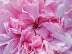 Gammaldags Buskros 'Jacques Cartier' Barrotad