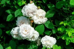 Gammaldags Buskros 'Madame Plantier' Barrotad