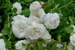 Gammaldags Buskros 'Madame Plantier' Barrotad
