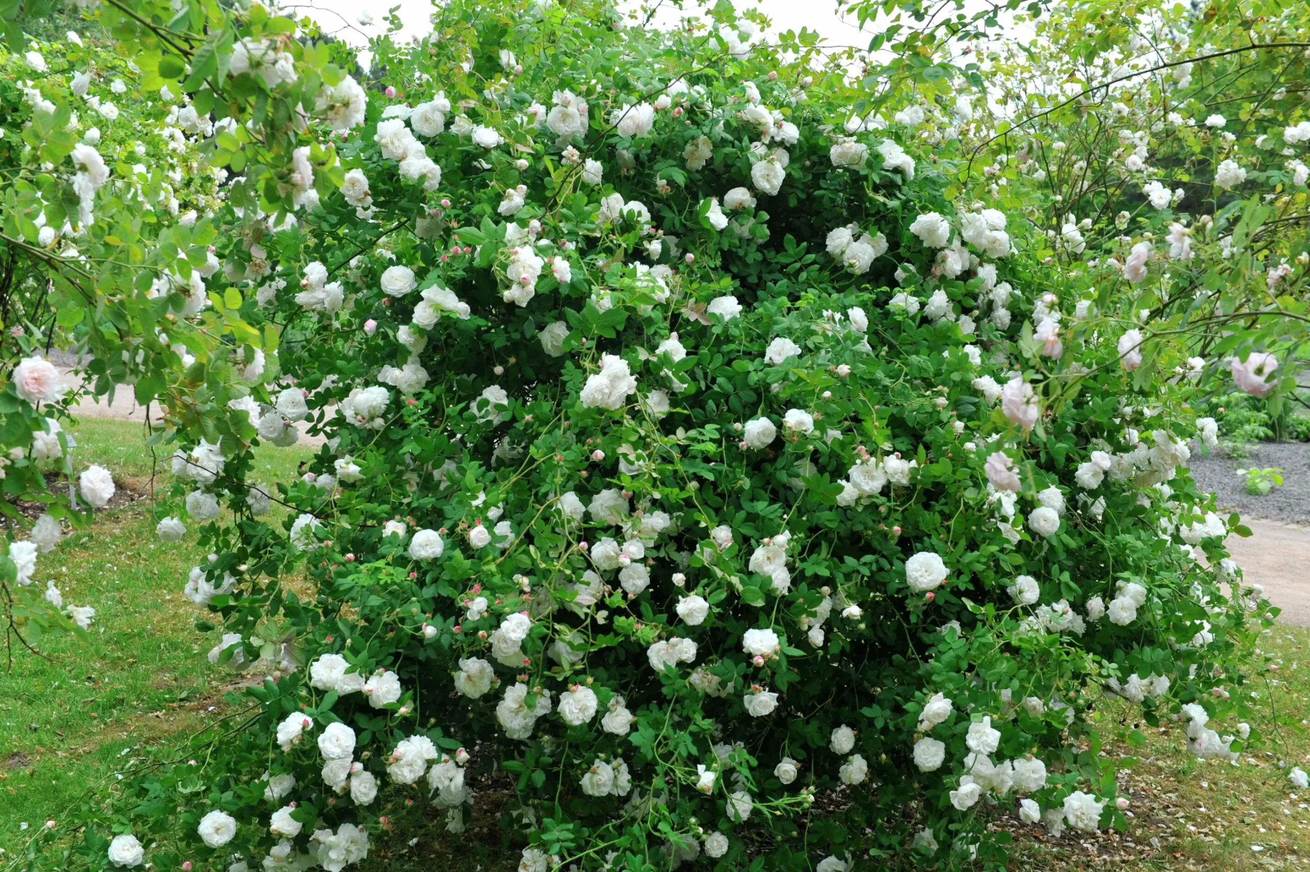 Gammaldags Buskros 'Madame Plantier' Barrotad