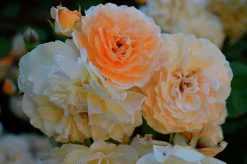 Gammaldags Klätterros 'Buff Beauty' Barrotad