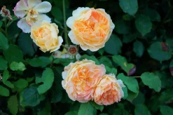 Gammaldags Klätterros 'Buff Beauty' Barrotad
