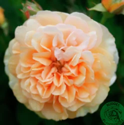 Gammaldags Klätterros 'Buff Beauty' Barrotad