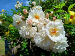 Gammaldags Klätterros 'Helenae Hybrida' Barrotad
