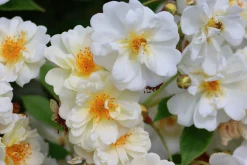 Gammaldags Klätterros 'Helenae Hybrida' Barrotad