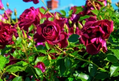 Gammaldags Ros 'Burgundy Iceberg' Barrotad