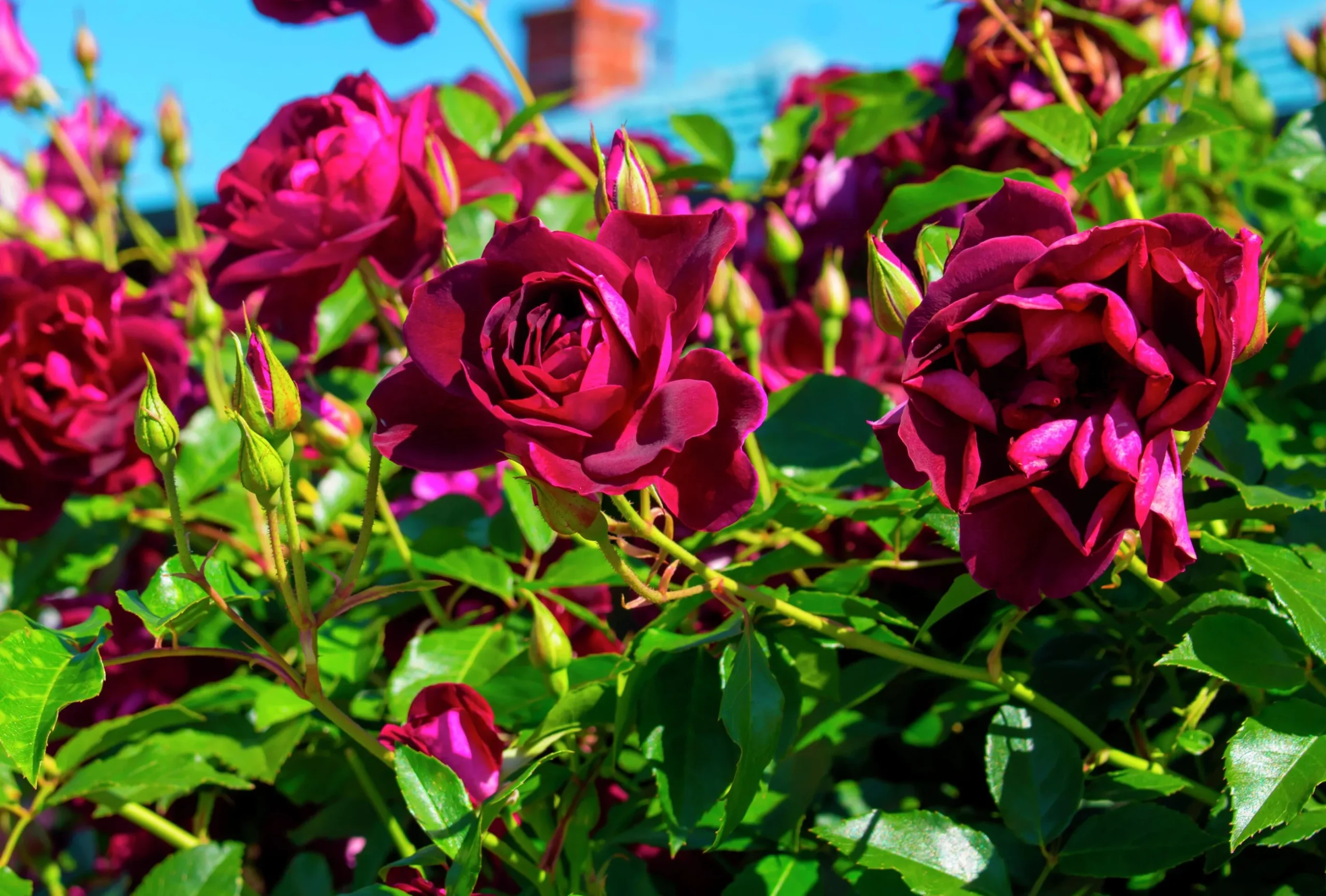Gammaldags Ros 'Burgundy Iceberg' Barrotad