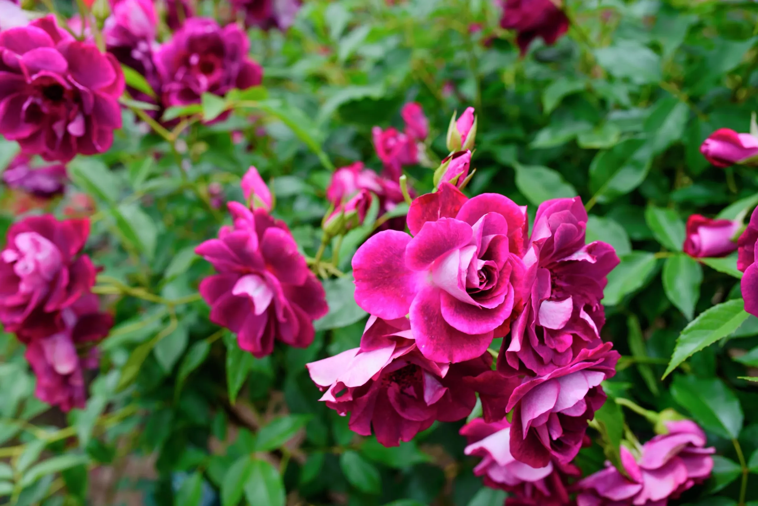 Gammaldags Ros 'Burgundy Iceberg' Barrotad