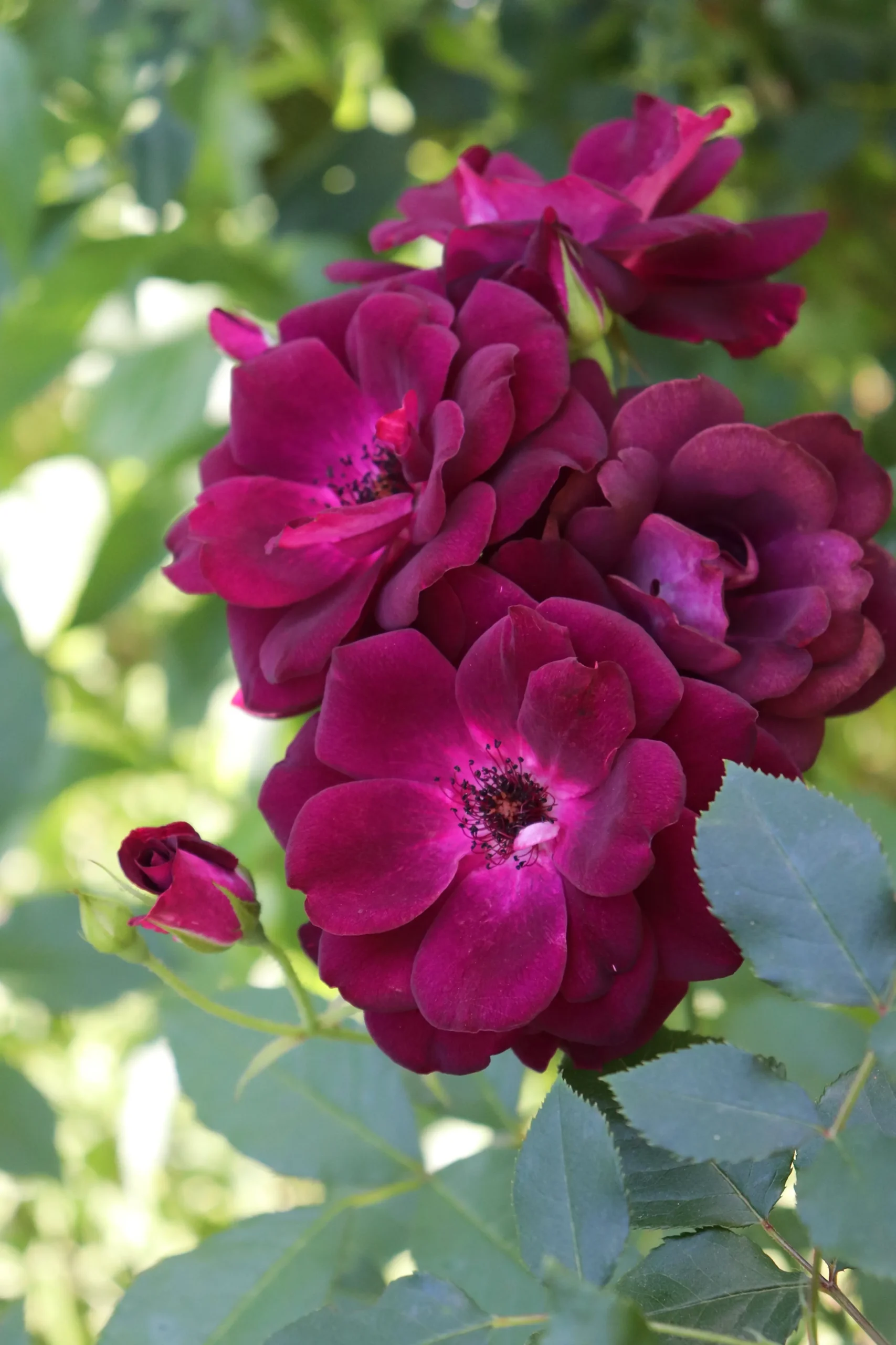 Gammaldags Ros 'Burgundy Iceberg' Barrotad