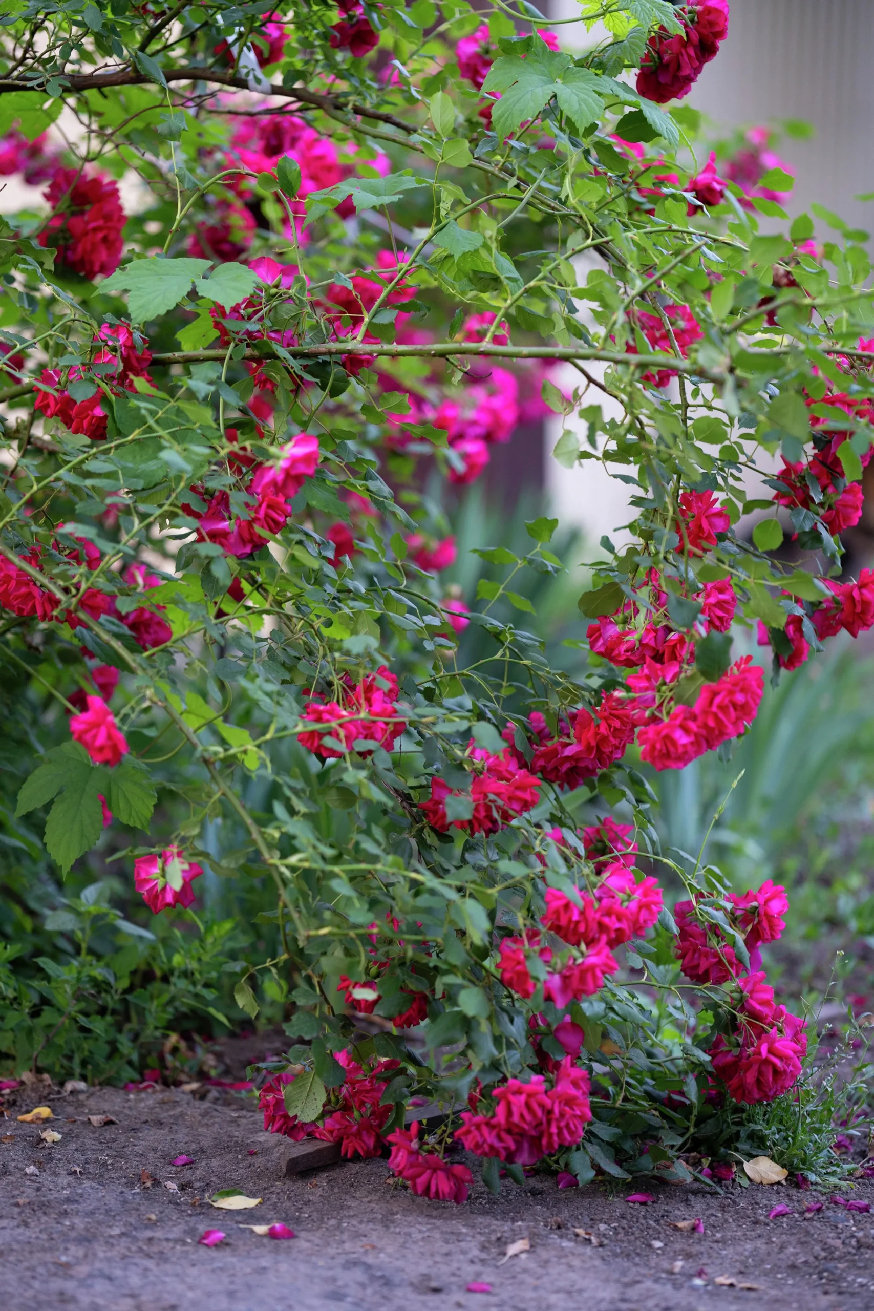 Gammaldags Ros 'Burgundy Iceberg' Barrotad