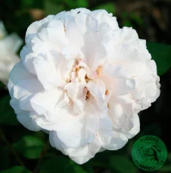 Gammaldags Ros 'Madame Alfred Carriere' Barrotad