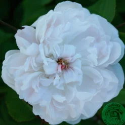 Gammaldags Ros 'White Jacques Cartier' Barrotad