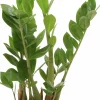 Garderobsblomma Zamiakalla lat. Zamioculcas zamiifolia i 17cm kruka