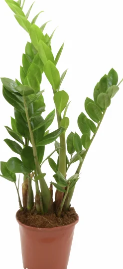 Garderobsblomma Zamiakalla lat. Zamioculcas zamiifolia i 11cm kruka