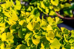 Ginkgo 'Mariken'