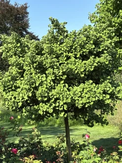 Ginkgo 'Mariken'