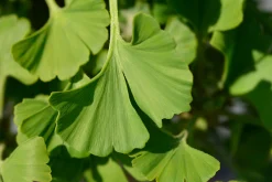 Ginkgo 'Mariken'