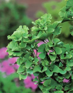 Ginkgo Tempelträd Krukodlad