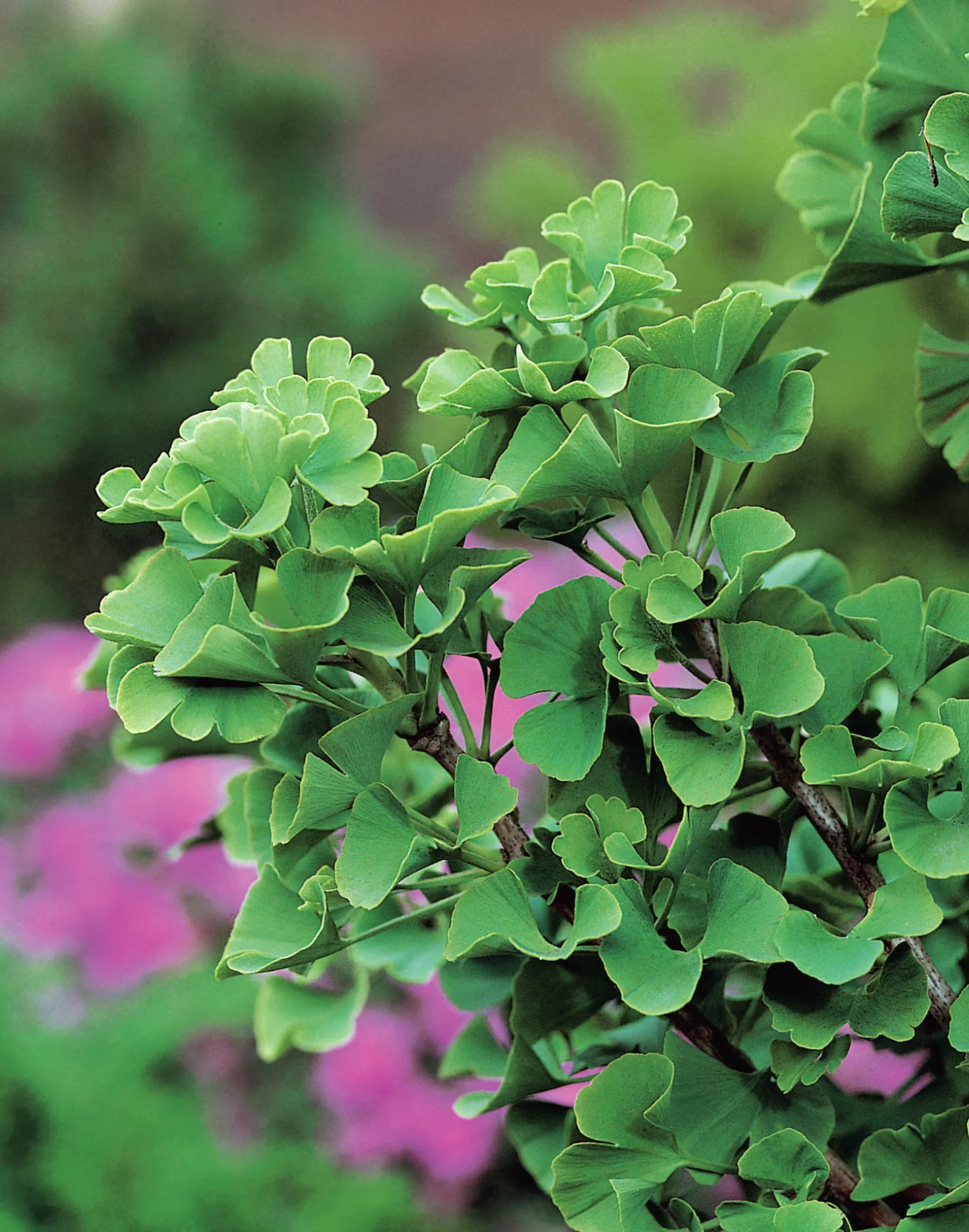 Ginkgo Tempelträd Krukodlad