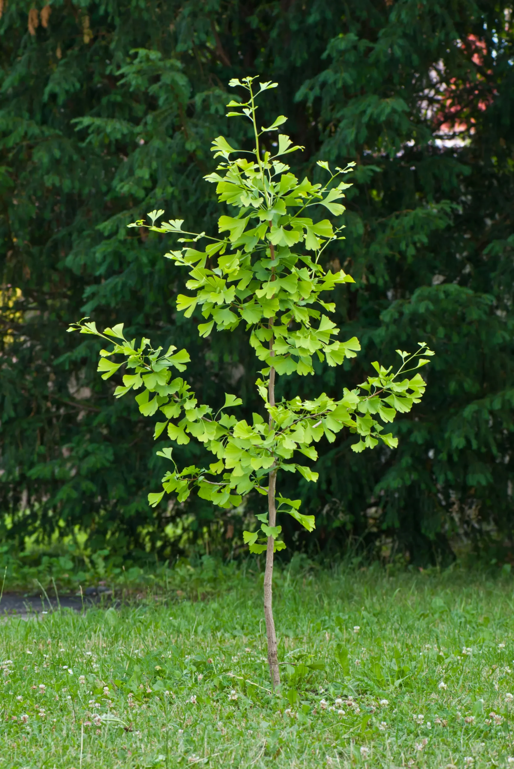 Ginkgo Tempelträd Krukodlad
