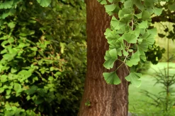 Ginkgo Tempelträd Krukodlad