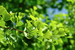 Ginkgo Tempelträd Krukodlad