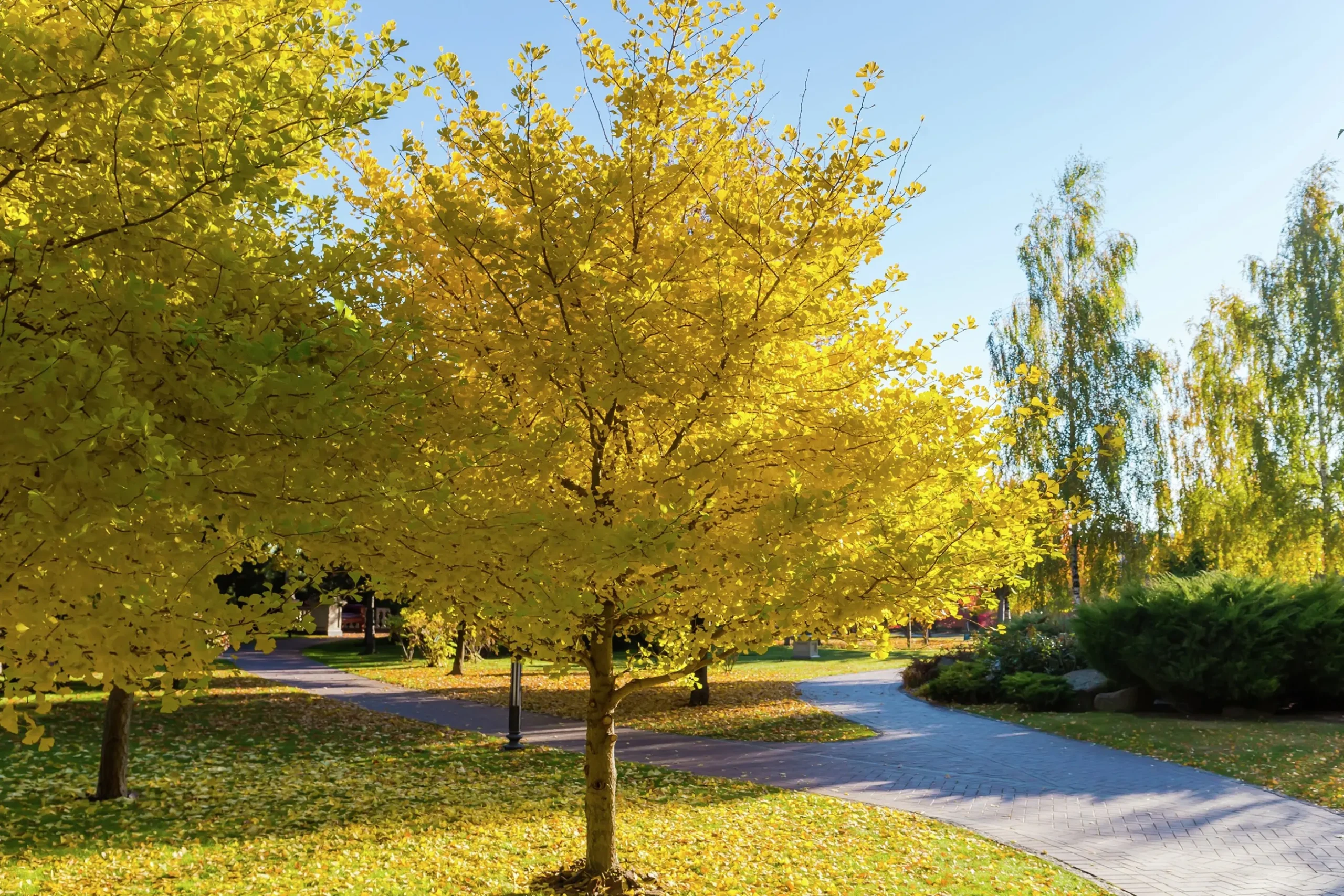 Ginkgo Tempelträd Krukodlad