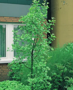 Ginkgo Tempelträd Krukodlad