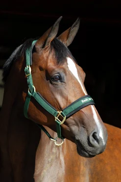 Grimma Back on Track Werano