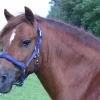 Grimma Hansbo Sport Fodrad Marin Cob