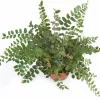 Gröna Krukväxter Mix i 12cm kruka