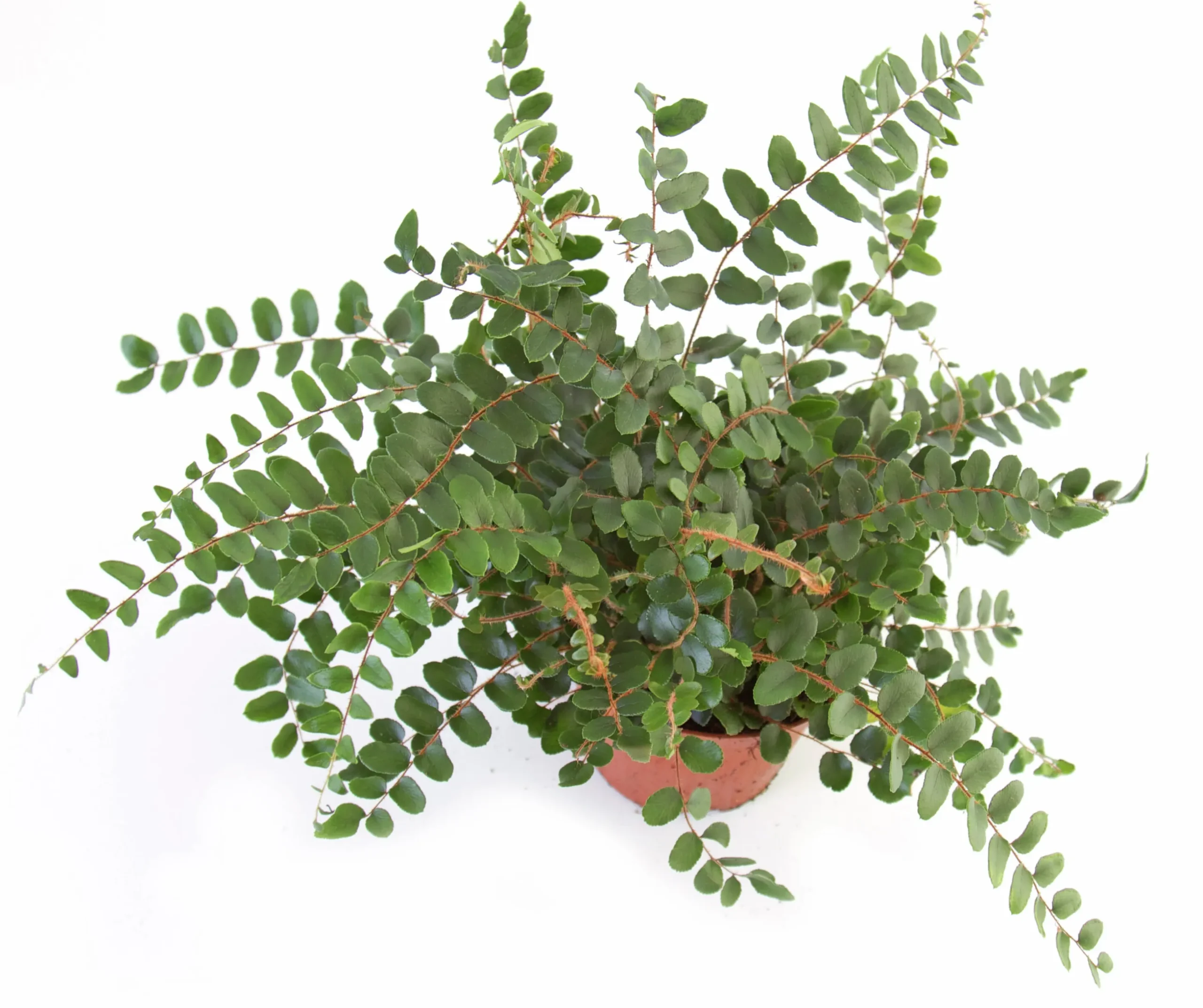 Gröna Krukväxter Mix i 12cm kruka