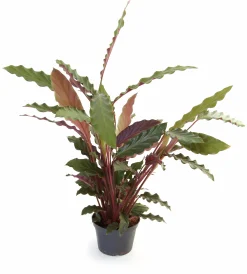 Gröna Krukväxter Mix i 12cm kruka
