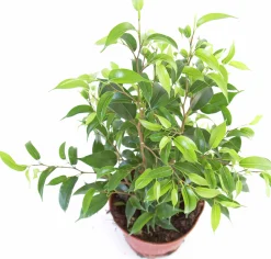 Gröna Krukväxter Mix i 12cm kruka