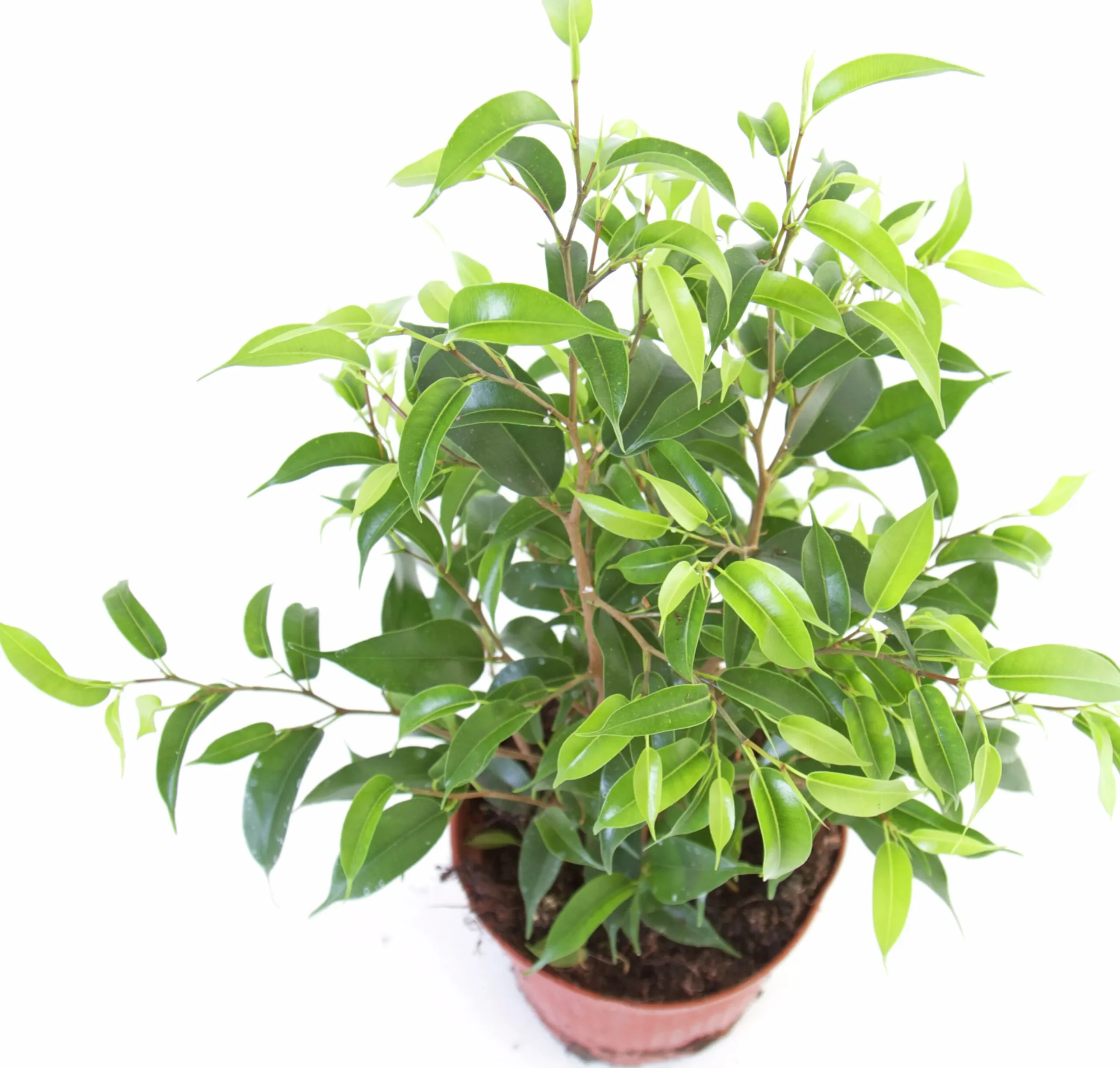 Gröna Krukväxter Mix i 12cm kruka