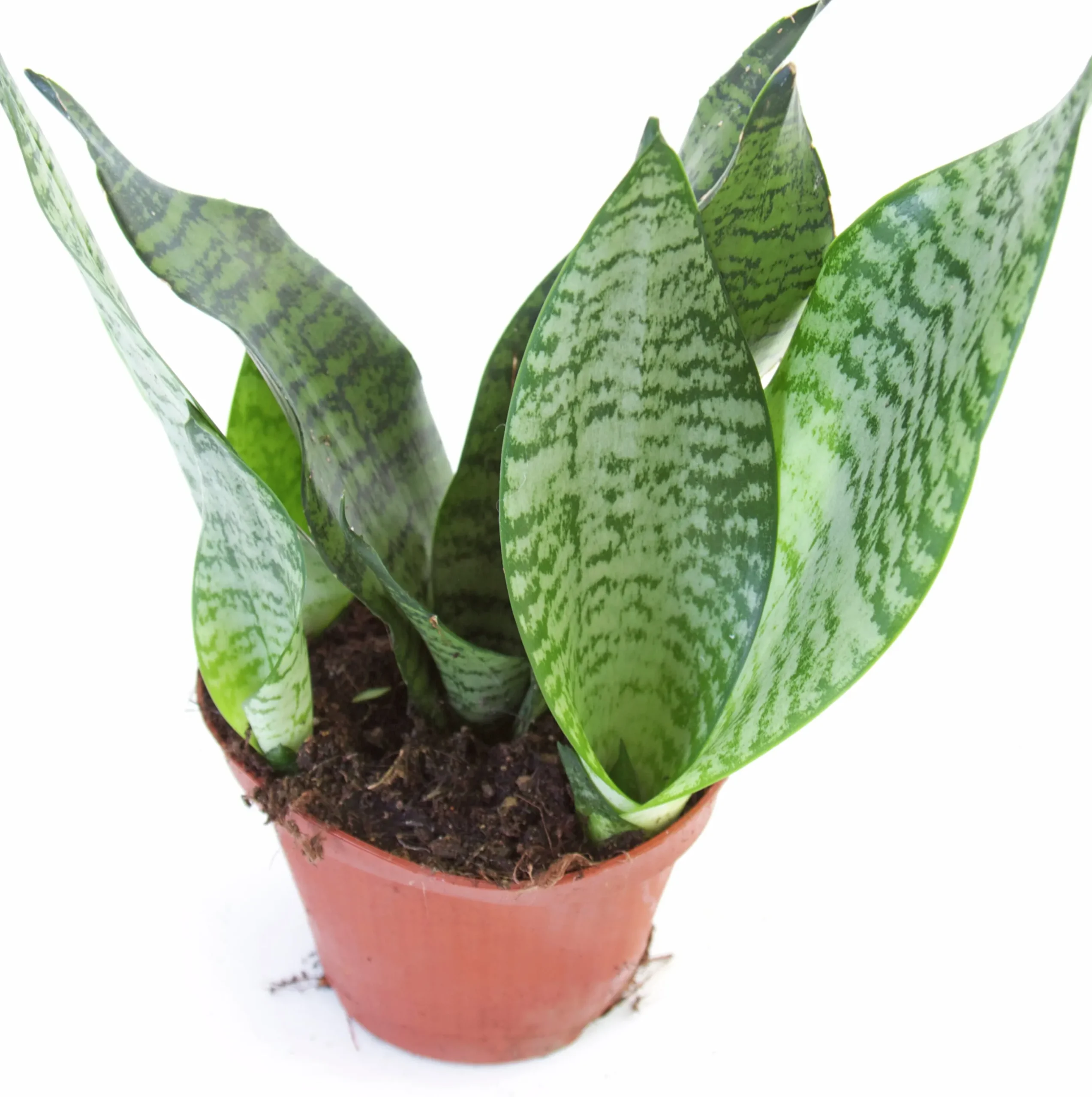 Gröna Krukväxter Mix i 12cm kruka