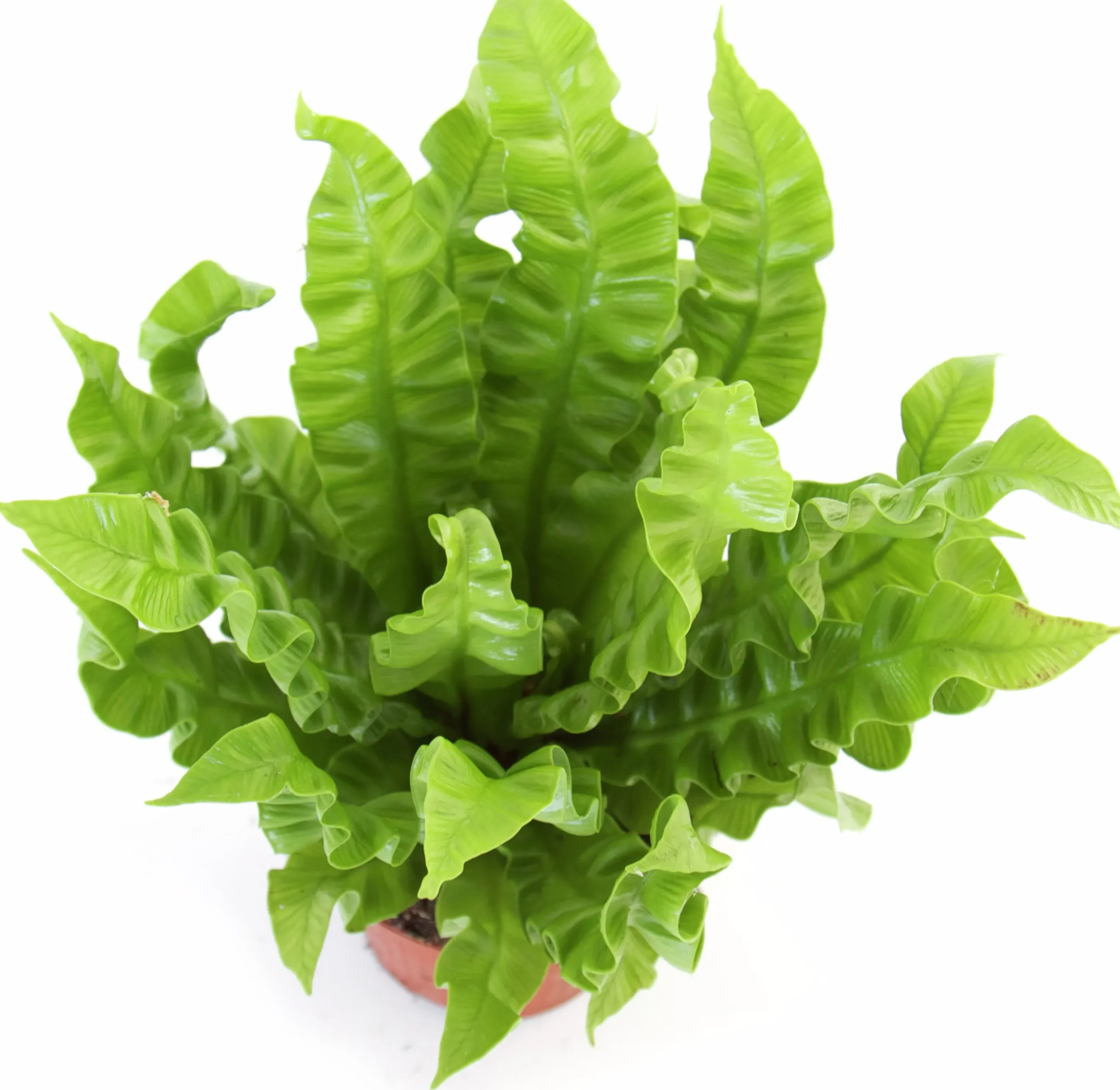 Gröna Krukväxter Mix i 12cm kruka