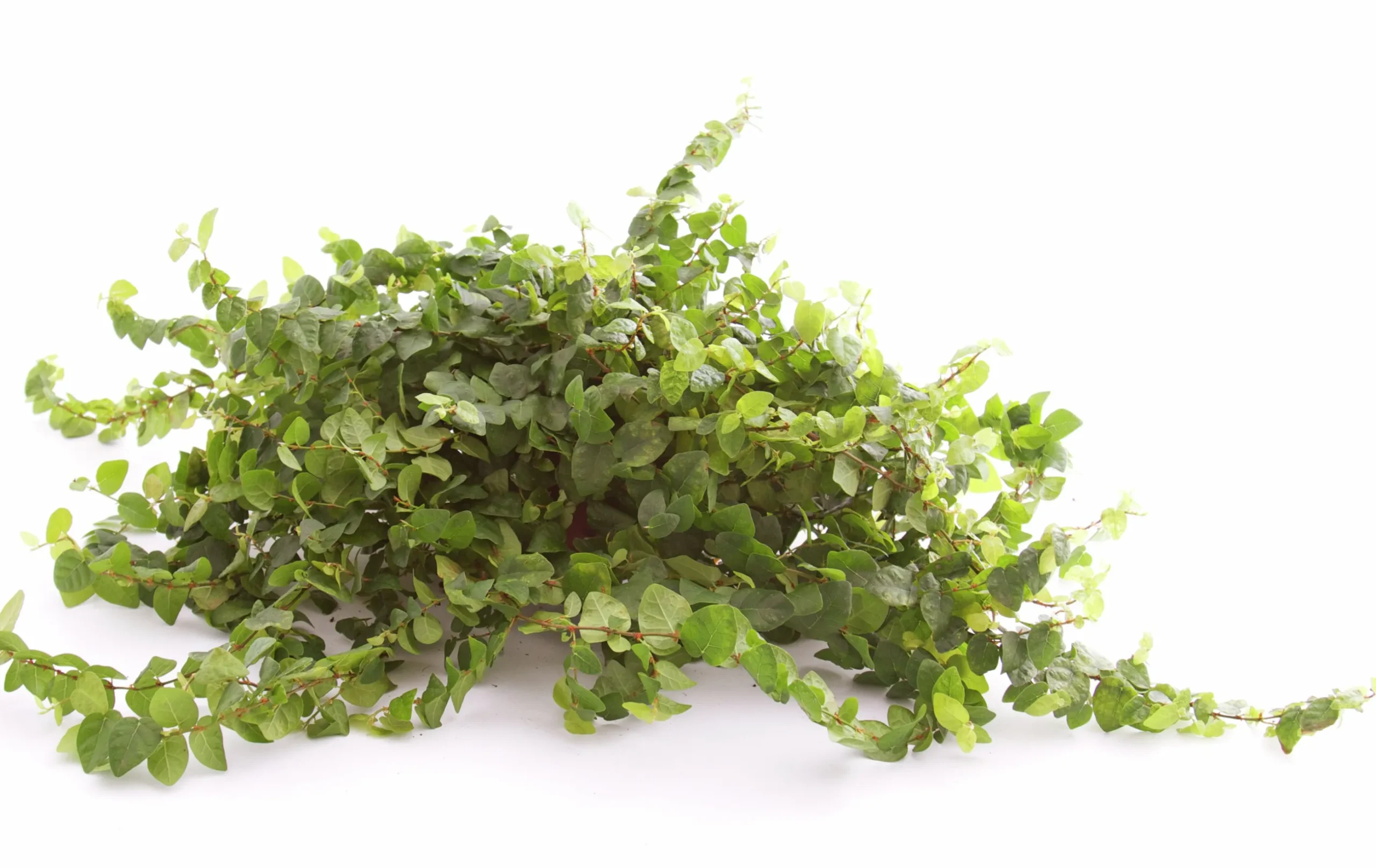 Gröna Krukväxter Mix i 12cm kruka