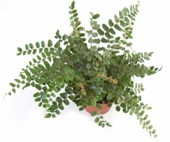 Gröna Krukväxter Mix i 17cm kruka