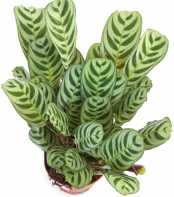 Gröna Krukväxter Mix i 17cm kruka