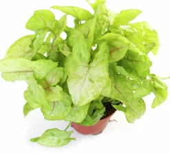 Gröna Krukväxter Mix i 17cm kruka