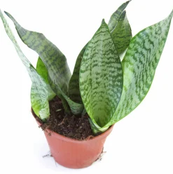 Gröna Krukväxter Mix i 17cm kruka