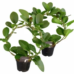 Gröna Krukväxter På Båge Mix i 11cm kruka